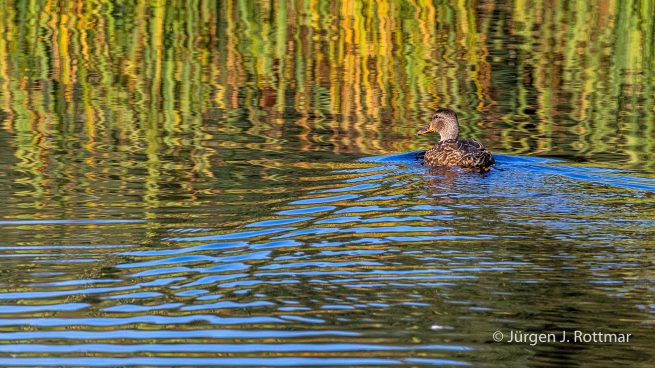 USA | Alaska | Fairbanks | Wedgewood Wildlife Sanctuary | Wander Lake