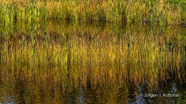 USA | Alaska | Fairbanks | Wedgewood Wildlife Sanctuary | Wander Lake