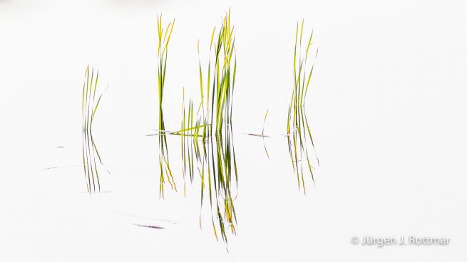 USA | Alaska | Fairbanks | Wedgewood Wildlife Sanctuary | Wander Lake