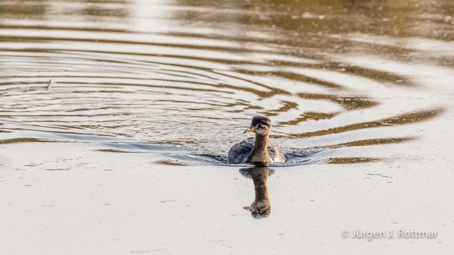USA | Alaska | Fairbanks | Wedgewood Wildlife Sanctuary | Wander Lake