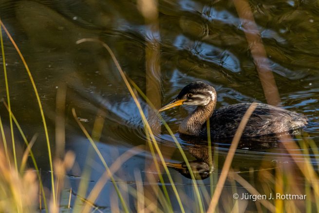 USA | Alaska | Fairbanks | Wedgewood Wildlife Sanctuary | Wander Lake