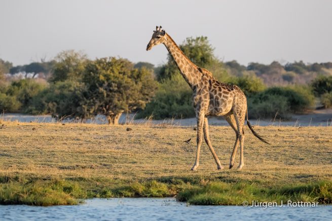 Botswana 09/2019 | Chobe River | Giraffe (Giraffe)