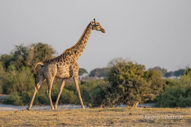 Botswana 09/2019 | Chobe River | Giraffe (Giraffe)