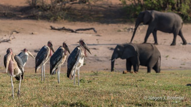 Botswana 09/2019 | Chobe River | Marabu Stork and African Elephants (Marabu und Afrikanische Elefanten)