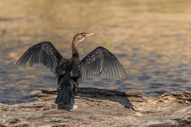 Botswana 09/2019 | Chobe River | African Darter (Schlangenhalsvogel)