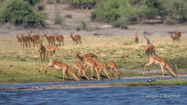 Botswana 09/2019 | Chobe River | Impala (Schwarzfersen-Antilope)