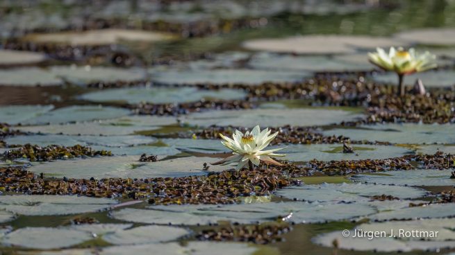 Botswana 09/2019 | Chobe River | Water Lilies (Seerosen)