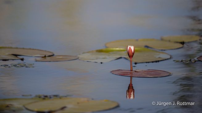 Botswana 09/2019 | Chobe River | Water Lilies (Seerosen)