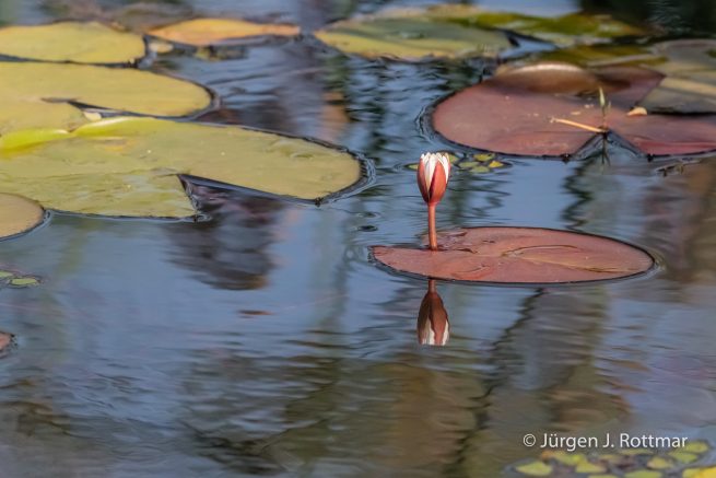 Botswana 09/2019 | Chobe River | Water Lilies (Seerosen)