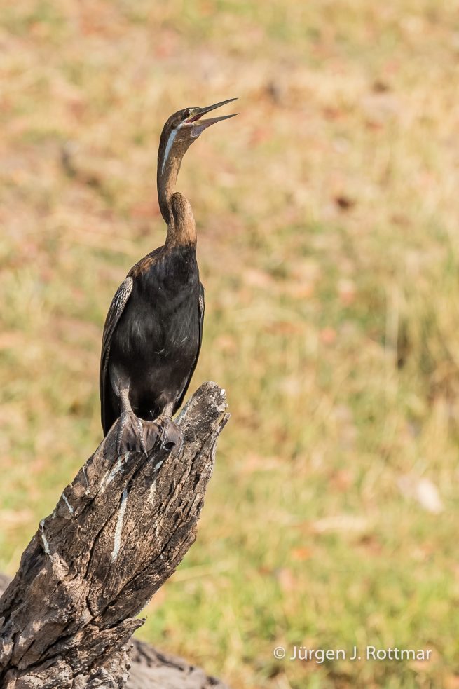 Botswana 09/2019 | Chobe River | African Darter (Schlangenhalsvogel)