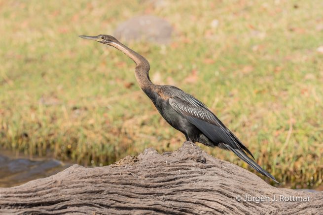 Botswana 09/2019 | Chobe River | African Darter (Schlangenhalsvogel)