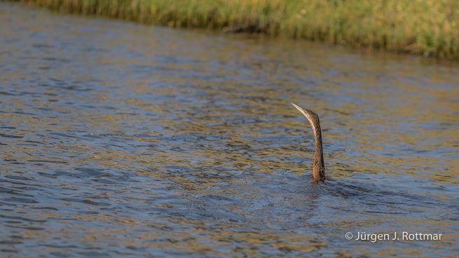 Botswana 09/2019 | Chobe River | African Darter (Schlangenhalsvogel)