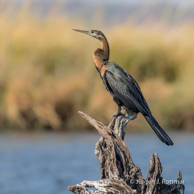 Botswana 09/2019 | Chobe River | African Darter (Schlangenhalsvogel)
