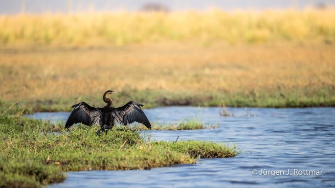 Botswana 09/2019 | Chobe River | African Darter (Schlangenhalsvogel)
