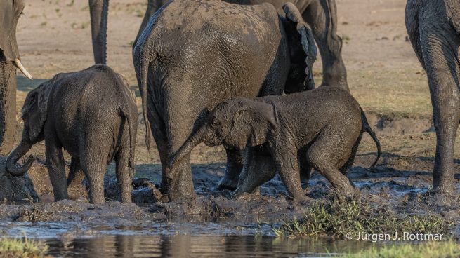 Botswana 09/2019 | Chobe River | African Savanna Elephant (Afrikanischer Elefant)
