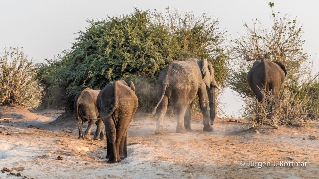 Botswana 09/2019 | Chobe River | African Savanna Elephant (Afrikanischer Elefant)