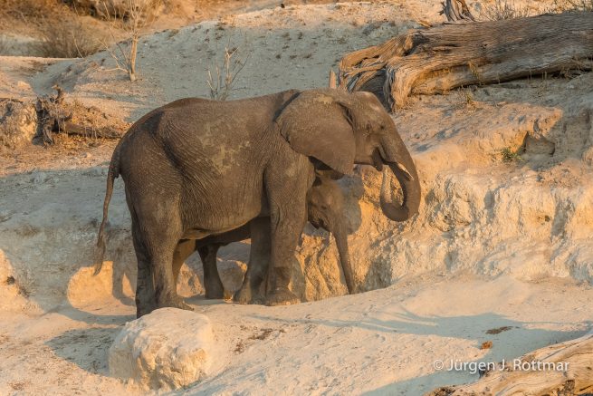 Botswana 09/2019 | Chobe River | African Savanna Elephant (Afrikanischer Elefant)