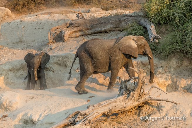 Botswana 09/2019 | Chobe River | African Savanna Elephant (Afrikanischer Elefant)