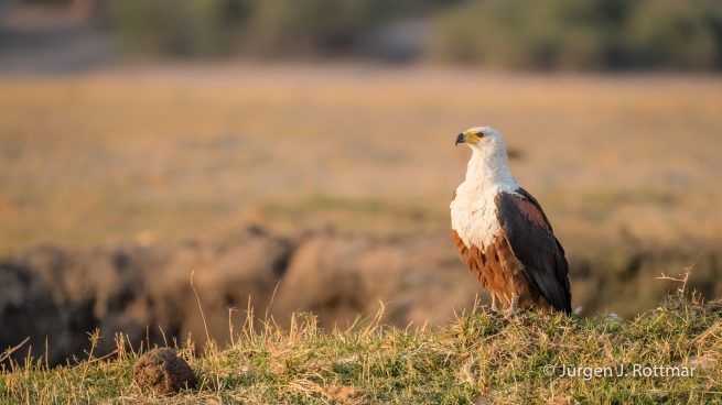 Botswana 09/2019 | Chobe River | African Fish Eagle (Schreiseeadler)