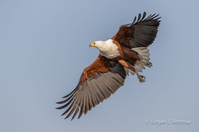 Botswana 09/2019 | Chobe River | African Fish Eagle (Schreiseeadler)
