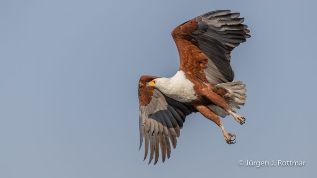 Botswana 09/2019 | Chobe River | African Fish Eagle (Schreiseeadler)