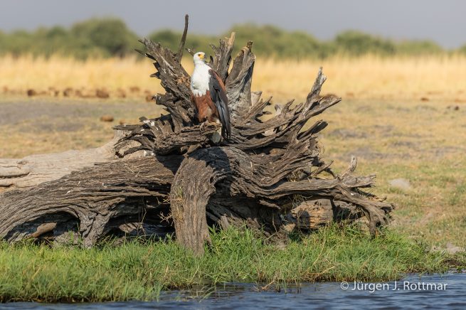 Botswana 09/2019 | Chobe River | African Fish Eagle (Schreiseeadler)