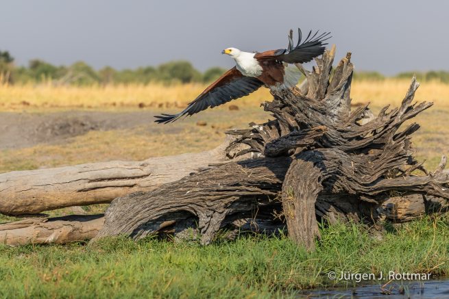 Botswana 09/2019 | Chobe River | African Fish Eagle (Schreiseeadler)