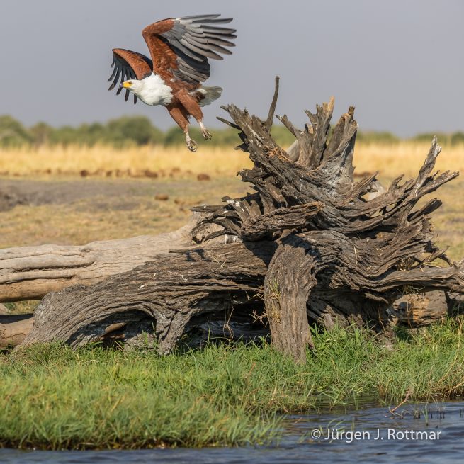 Botswana 09/2019 | Chobe River | African Fish Eagle (Schreiseeadler)