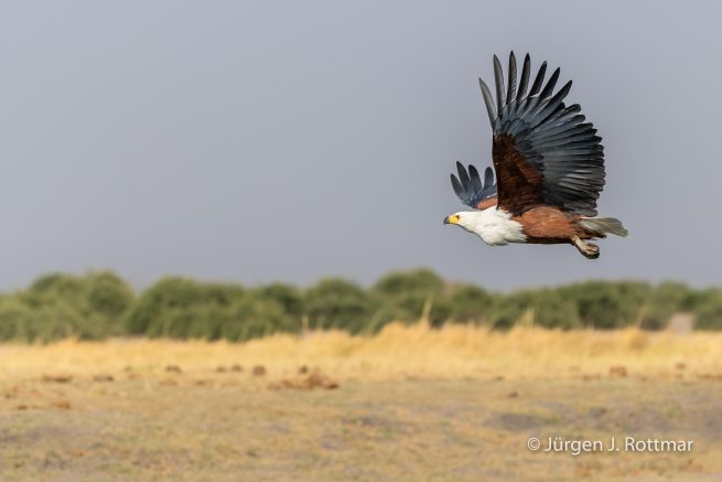 Botswana 09/2019 | Chobe River | African Fish Eagle (Schreiseeadler)