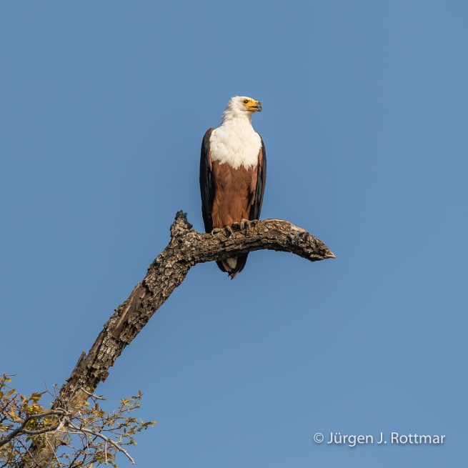 Botswana 09/2019 | Chobe River | African Fish Eagle (Schreiseeadler)