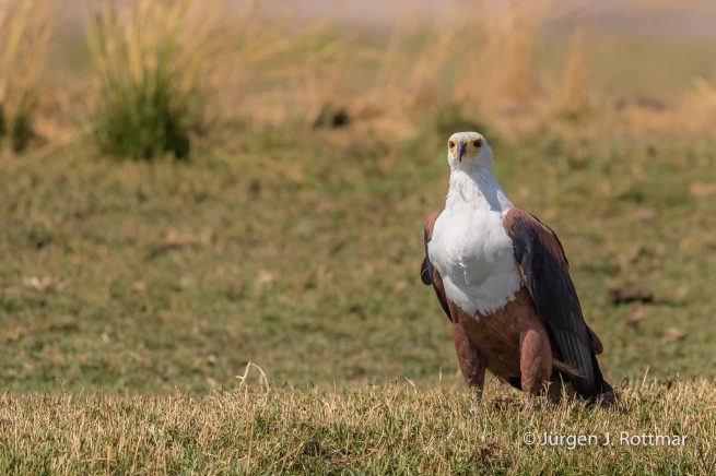 Botswana 09/2019 | Chobe River | African Fish Eagle (Schreiseeadler)