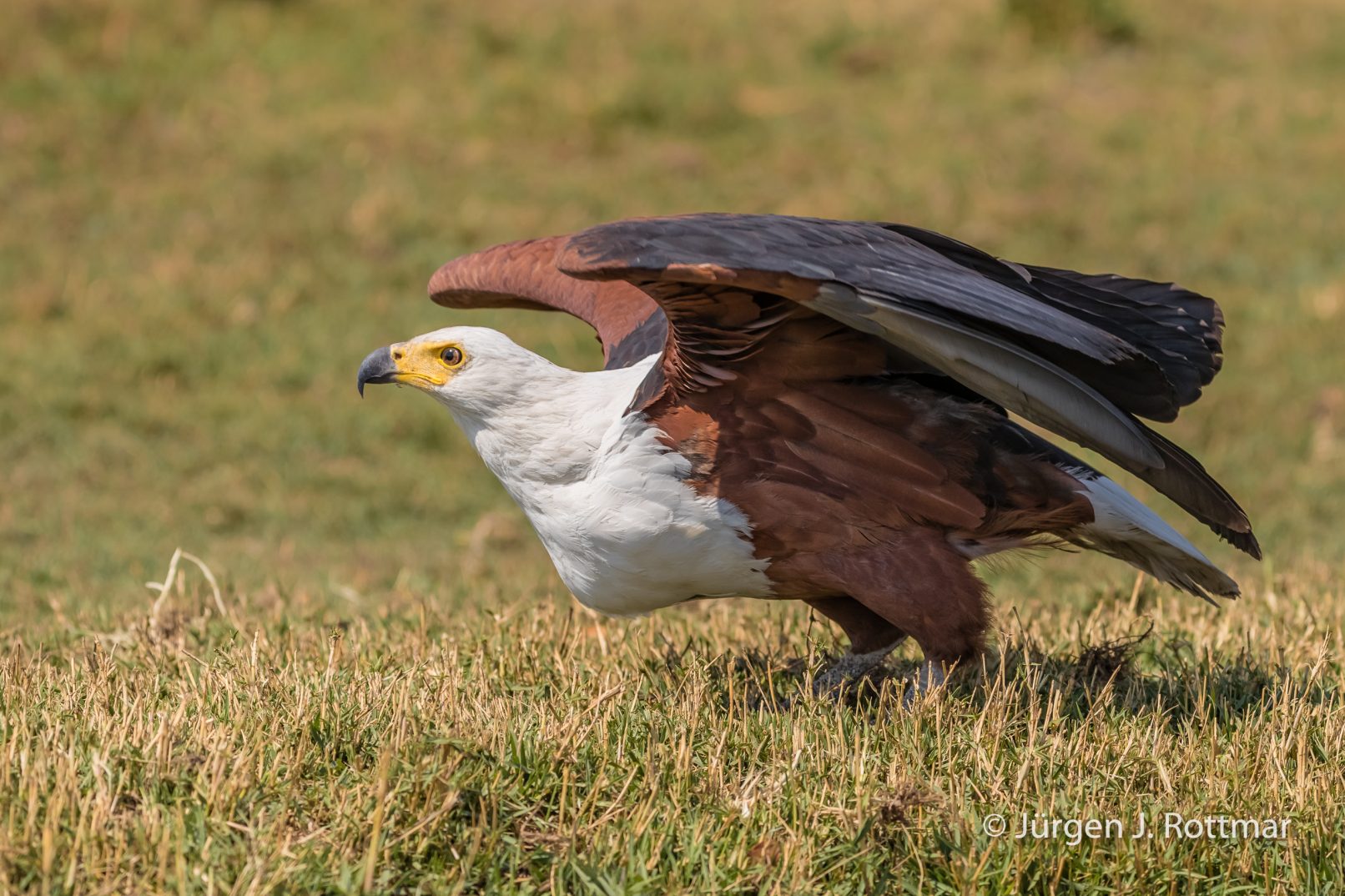 Botswana 09/2019 | Chobe River | African Fish Eagle (Schreiseeadler)