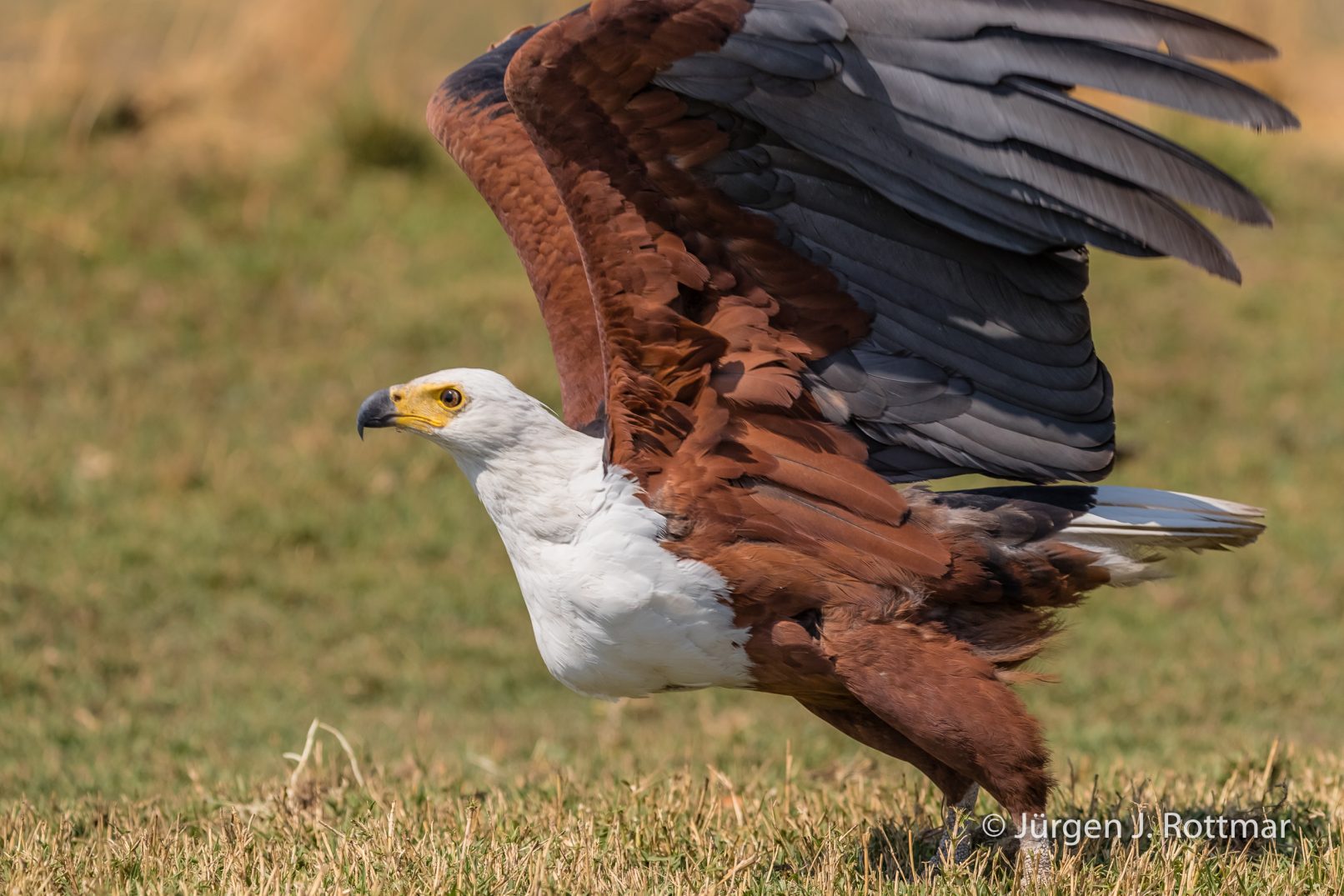 Botswana 09/2019 | Chobe River | African Fish Eagle (Schreiseeadler)