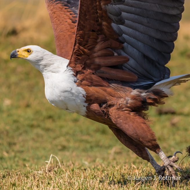 Botswana 09/2019 | Chobe River | African Fish Eagle (Schreiseeadler)