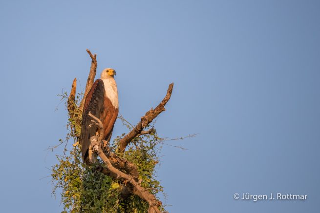 Botswana 09/2019 | Chobe River | African Fish Eagle (Schreiseeadler)