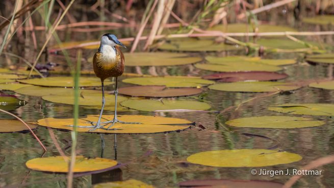 Botswana 09/2019 | Chobe River | African Jacana (Blaustirn-Blatthühnchen)