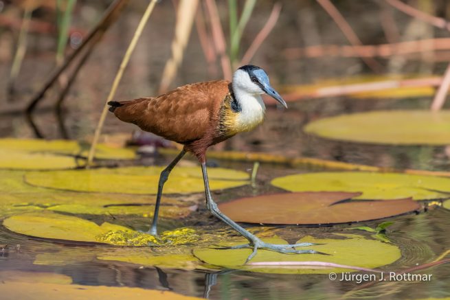 Botswana 09/2019 | Chobe River | African Jacana (Blaustirn-Blatthühnchen)