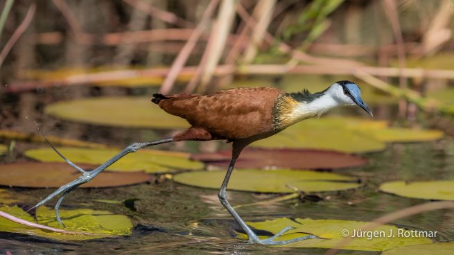 Botswana 09/2019 | Chobe River | African Jacana (Blaustirn-Blatthühnchen)