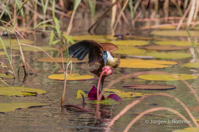 Botswana 09/2019 | Chobe River | African Jacana (Blaustirn-Blatthühnchen)