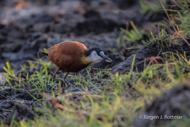 Botswana 09/2019 | Chobe River | African Jacana (Blaustirn-Blatthühnchen)