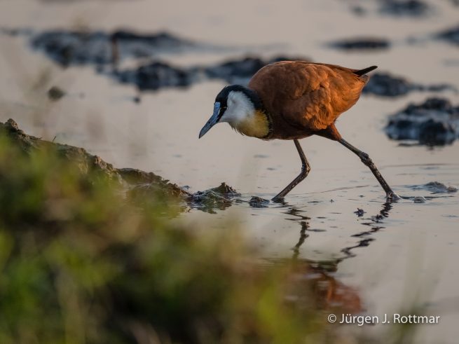Botswana 09/2019 | Chobe River | African Jacana (Blaustirn-Blatthühnchen)