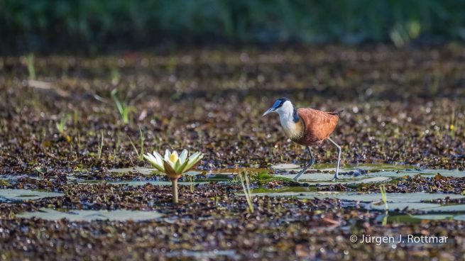 Botswana 09/2019 | Chobe River | African Jacana (Blaustirn-Blatthühnchen)