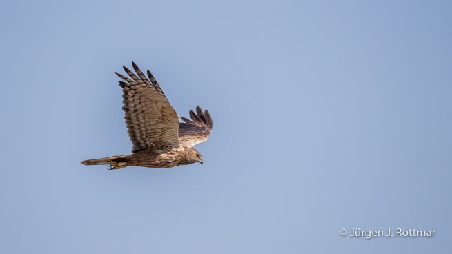 Botswana 09/2019 | Chobe River | African Marsh Harrier (Afrikanische Rohrweihe)