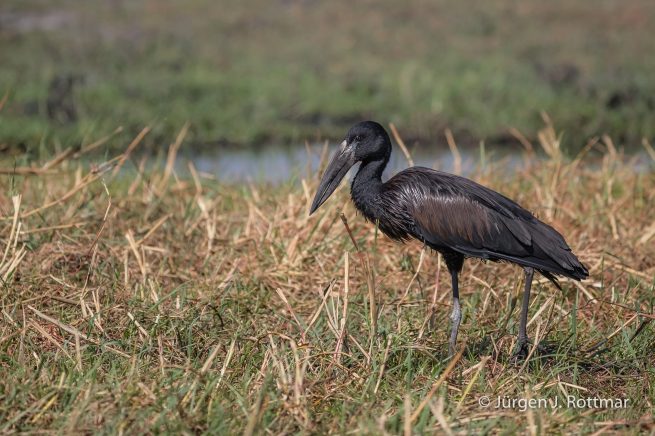 Botswana 09/2019 | Chobe River | African Openbill (Afrikanischer Klaffschnabel)