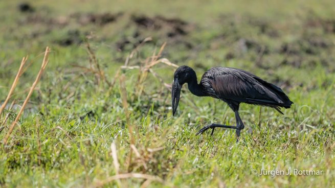 Botswana 09/2019 | Chobe River | African Openbill (Afrikanischer Klaffschnabel)