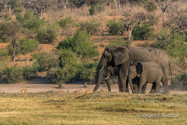 Botswana 09/2019 | Chobe River | African Savanna Elephant (Afrikanischer Elefant)