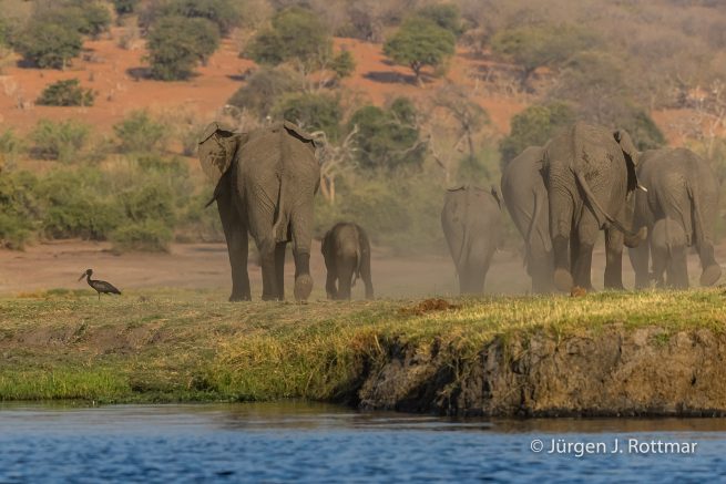 Botswana 09/2019 | Chobe River | African Savanna Elephant (Afrikanischer Elefant)