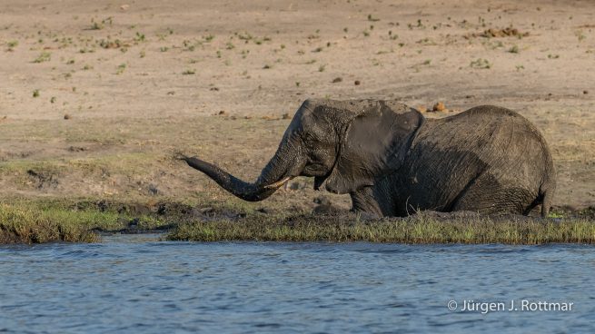 Botswana 09/2019 | Chobe River | African Savanna Elephant (Afrikanischer Elefant)