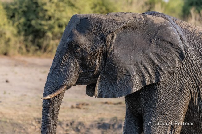 Botswana 09/2019 | Chobe River | African Savanna Elephant (Afrikanischer Elefant)