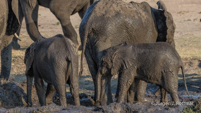 Botswana 09/2019 | Chobe River | African Savanna Elephant (Afrikanischer Elefant)